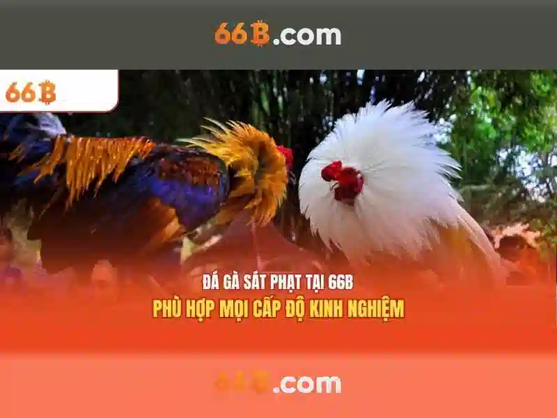 Ưu Đãi 66B