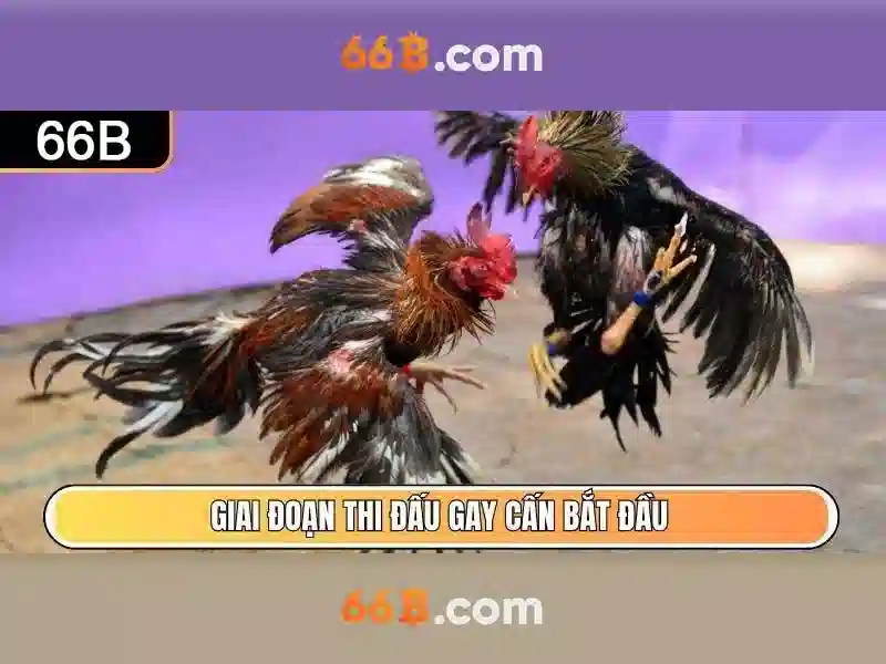 66B Tặng Tiền
