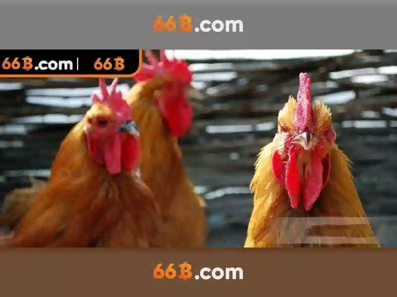 Tại Sao Nên Sử Dụng Link Dự Phòng 66B